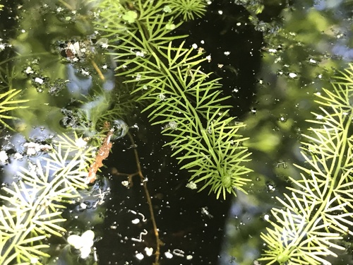Utricularia intermedia iNat (1)