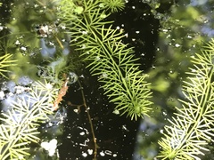 Intermediate Bladderwort (Utricularia intermedia)