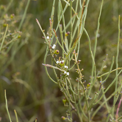 Choretrum glomeratum