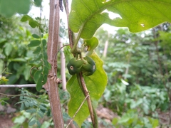 Macroscepis yucatanensis