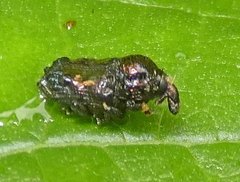 Cymatobaris
