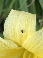 Ophiomyia kwansonis