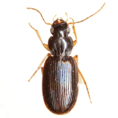 Badister flavipes