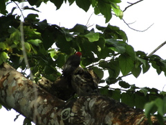 Melanerpes radiolatus