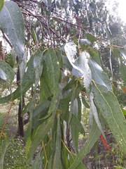 Eucalyptus cephalocarpa