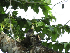 Melanerpes radiolatus
