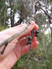 Eucalyptus cephalocarpa