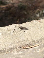 Asilinae