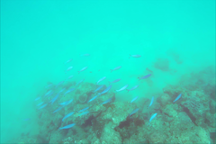 Caesio varilineata