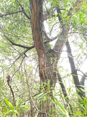 Eucalyptus cephalocarpa