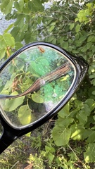 Insecta