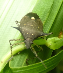 Proxys albopunctulatus