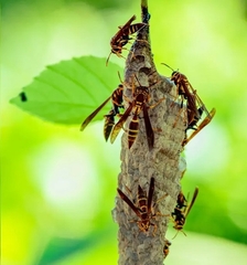 Polistes instabilis