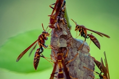 Polistes instabilis