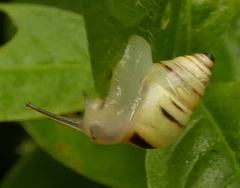 Drymaeus rufolineatus