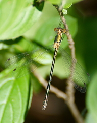 Lestes dryas