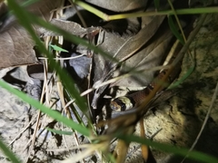 Sinomicrurus annularis