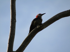 Melanerpes radiolatus