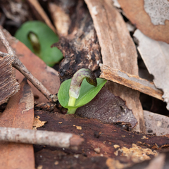 Corybas despectans
