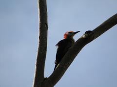 Melanerpes radiolatus