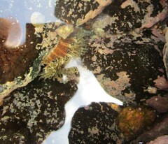 Bunodosoma granuliferum
