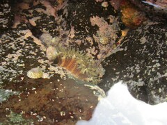 Bunodosoma granuliferum