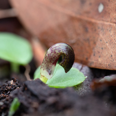 Corybas despectans