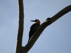 Melanerpes radiolatus