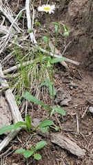 Erigeron eximius
