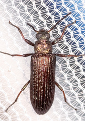 Strongylium crenatum