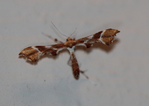 Rose Plume Moth photo 5