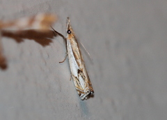 Crambus agitatellus