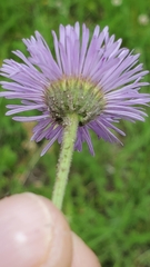 Erigeron formosissimus