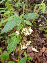 Gonolobus albiflorus