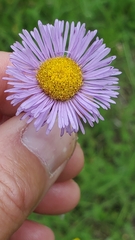 Erigeron formosissimus