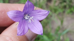 Campanula parryi