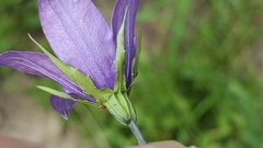 Campanula parryi