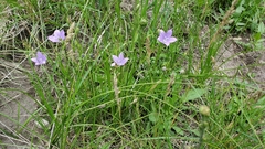 Campanula parryi
