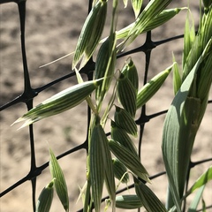 Avena sativa