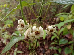 Gonolobus albiflorus