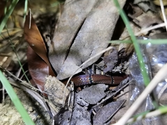 Sinomicrurus annularis