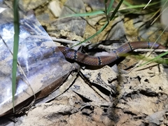 Sinomicrurus annularis