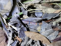 Sinomicrurus annularis