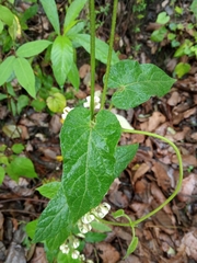 Gonolobus albiflorus