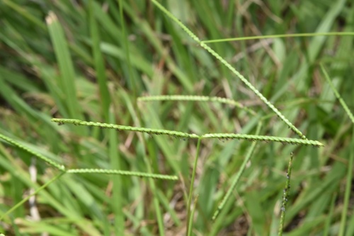 Paspalum minus iNat (1)