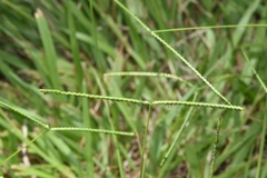 Paspalum minus