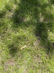 Paspalum minus