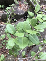 Eugenia sessiliflora