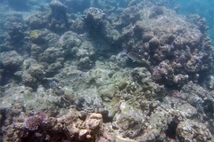 Lutjanus decussatus