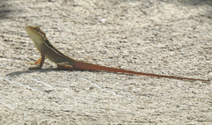 Anolis caceresae